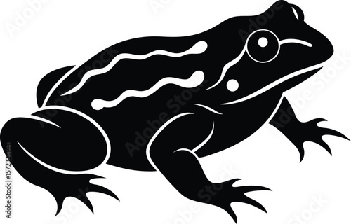 vector illustration of a frog