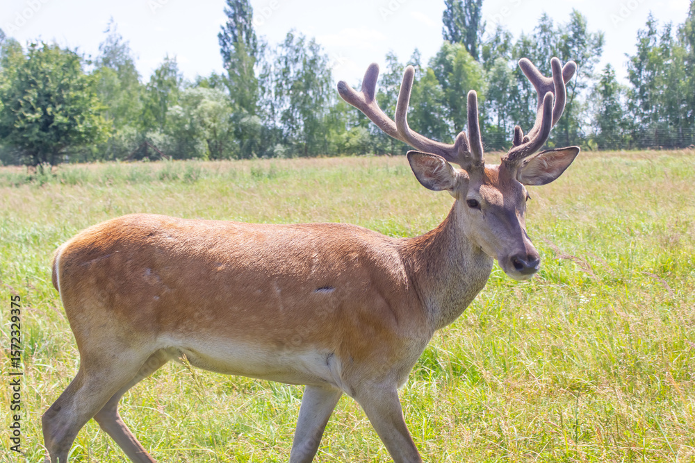 Obraz premium deer with big antlers close up in nature