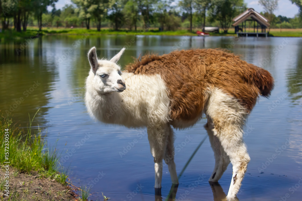Obraz premium lama stands by the lake and looks straight ahead close-up full length