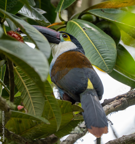 Tucan on a branch