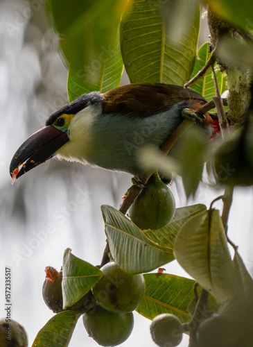  Toucan Carbonera Valley Columbia 