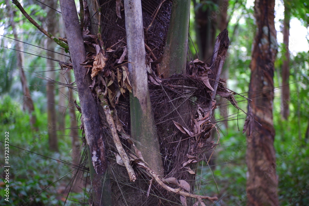 Fototapeta premium Sugar palm tree trunk in the forest.