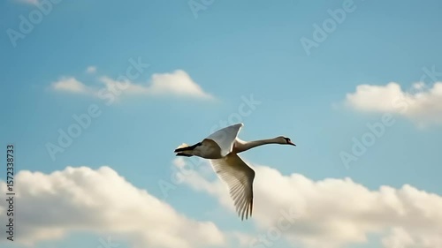 Swan in flight against a partly cloudy sky