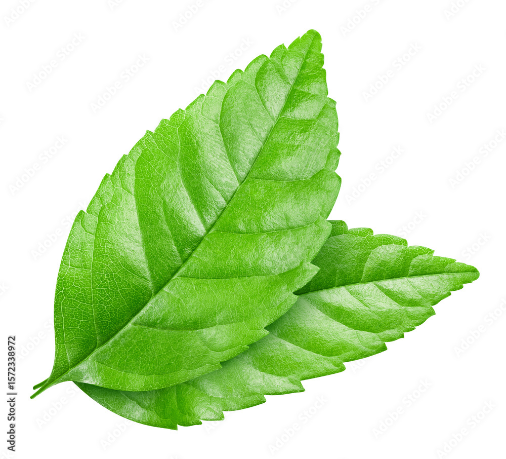 Obraz premium Leaf isolated on white Clipping path leaves