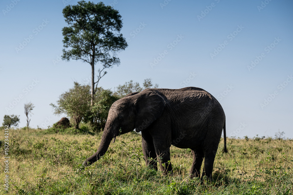 Fototapeta premium Elephants in Serengeti National Park, Tanzania, during Great Migration