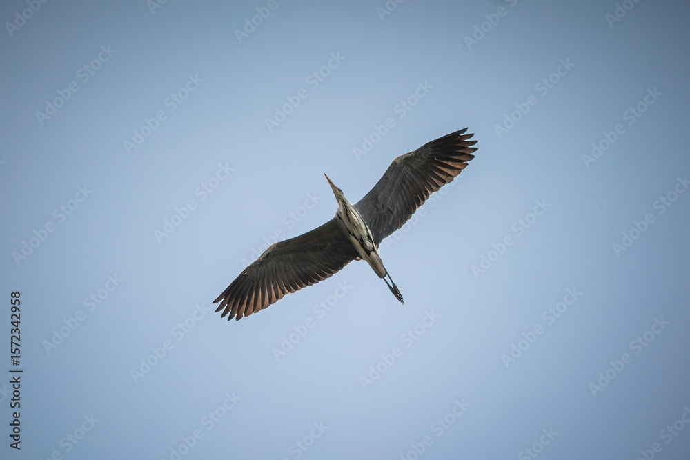 Obraz premium a grey heron flies in the sky