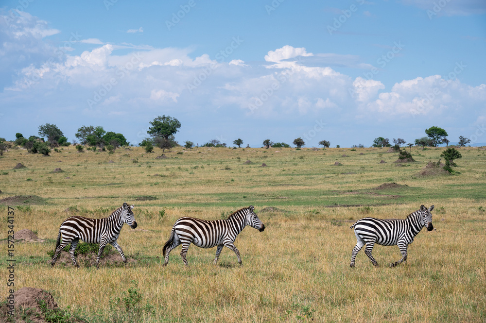 Obraz premium Zebra in Serengeti National Park, Tanzania during Great Migration