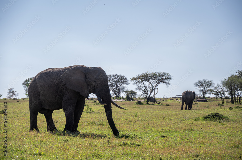 Fototapeta premium Elephants in Serengeti National Park, Tanzania, during Great Migration