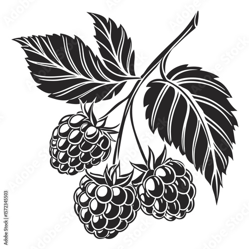 Vector art of a sprig of raspberries hangs heavy with ripe fruit, a delicious gift from nature