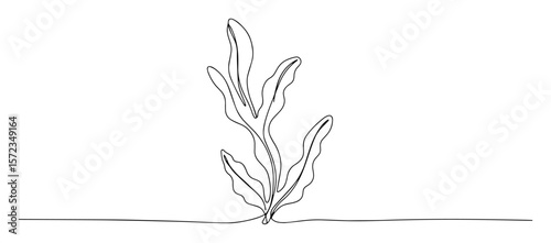 seaweed plant growing on seabed line art
