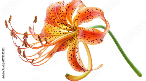 Vibrant orange tiger lily background isolated on a Transparent background, PNG file.