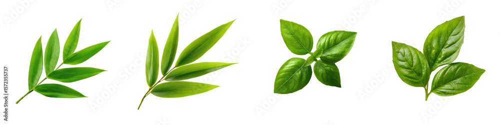Obraz premium Lush green leaves showcasing botanical variety, representing growth, freshness, and natural vitality in a vibrant organic garden