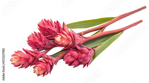 Wild Amazonian ginger Alpinia purpurata background isolated on a Transparent background, PNG file.