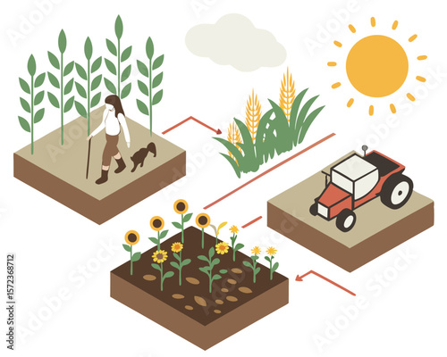 Illustrated isometric farming process showing crops agriculture tractor and farmer