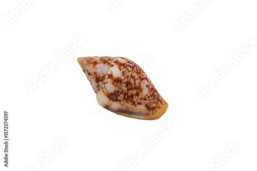 Close up of Parametaria dupontii shell