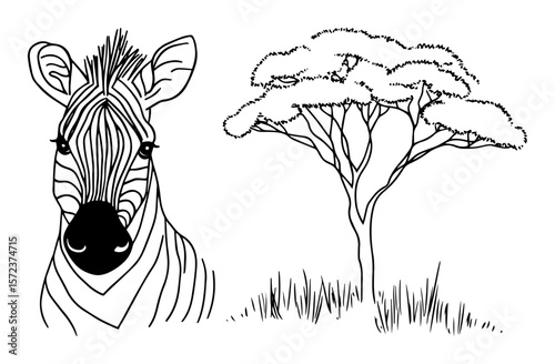 zebra portrait with acacia tree line art illustration