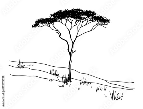 lone acacia tree savanna landscape line art illustration