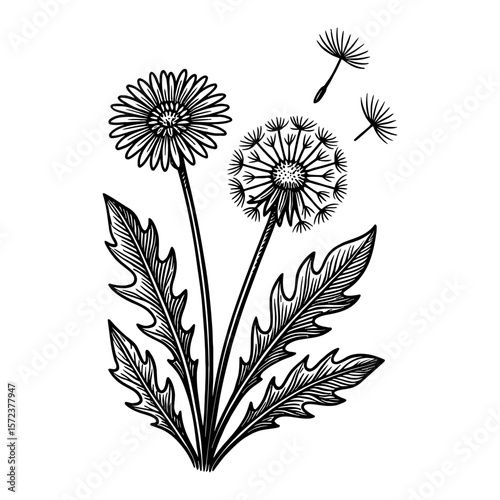 Detailed Dandelion Flower and Seed Head with Flying Seeds Black and White Outline Line Art Drawing