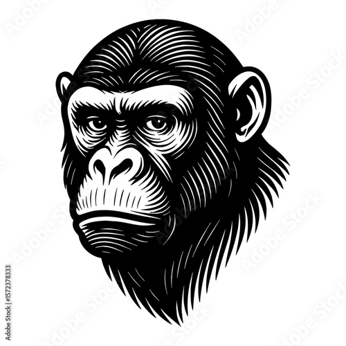 Powerful Chimpanzee Head Vintage Black and White Outline Line Art Drawing Primate Animal Engraving Style