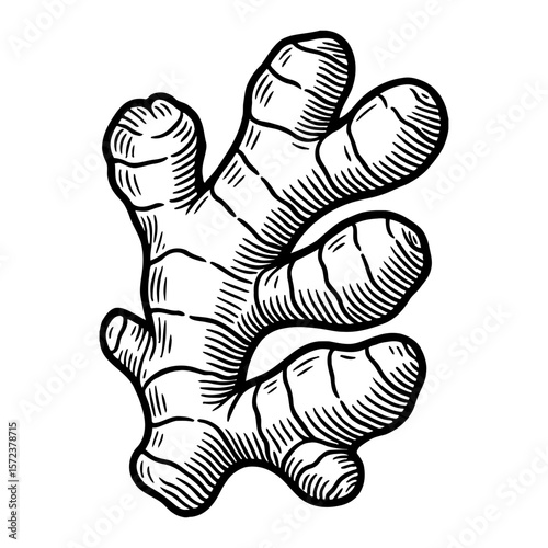 Vintage Ginger Root Spice Food Ingredient Black and White Outline Line Art Drawing Healthy Cuisine Herb