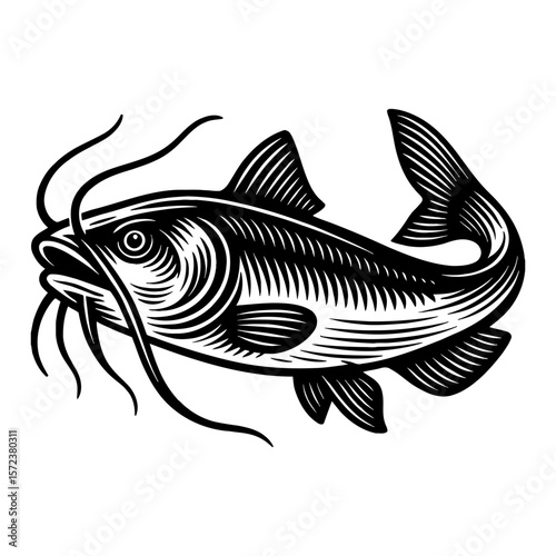 Vintage Engraved Catfish Side View Black and White Outline Line Art Drawing for Fishing Design