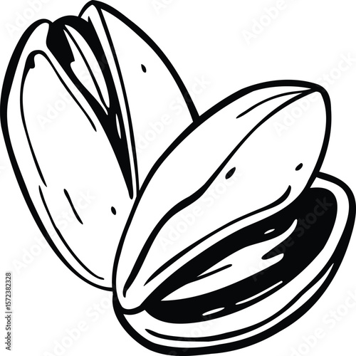 Pistachio Nut Sketch