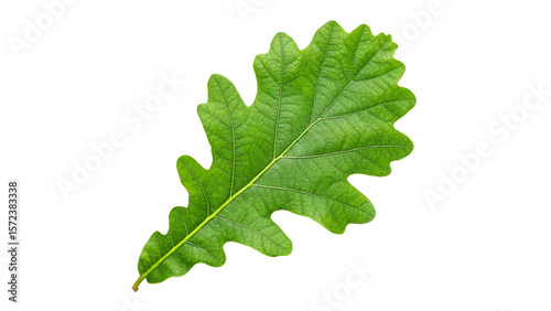 Photos vibrant fresh green oak leaf isolated on transparent background