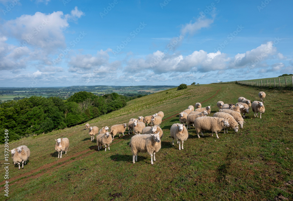Fototapeta premium flock of sheep on north downs in kent near wye on sunny summer morning