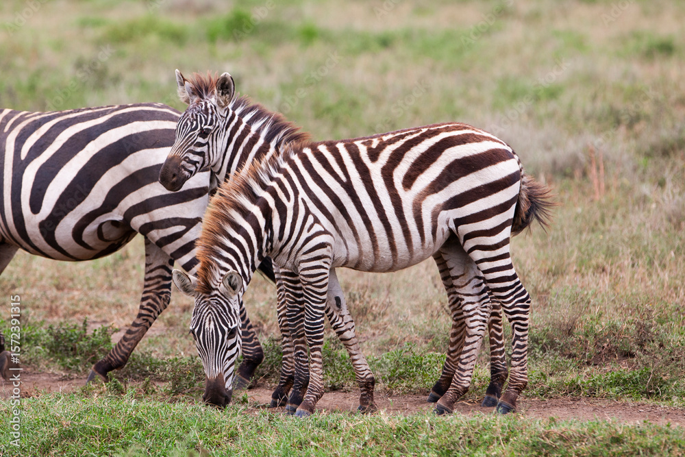 Zebras in the Serengeti National Park, Tanzania Zebras in the Serengeti National Park, Tanzania