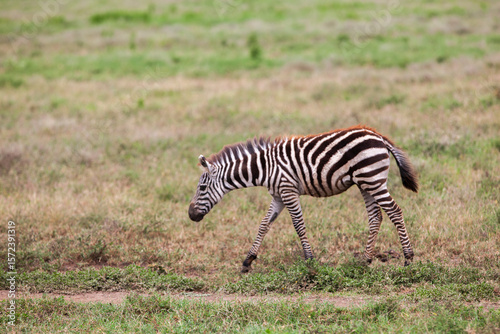 Zebra in the Serengeti National Park, Tanzania photo