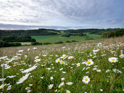 daisy flowers on the foreground in spring ladscape with farm in english county of kent