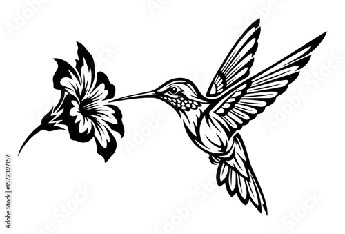 hummingbird feeding on flower vector illustration