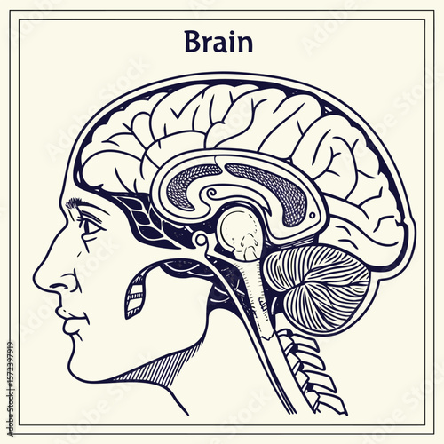 Human Brain Anatomy Detailed Illustration of the Cerebrum, Cerebellum, and Brainstem