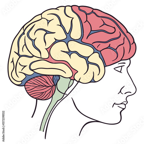 Human Brain Anatomy Detailed Illustration of Cerebrum, Cerebellum, and Brainstem