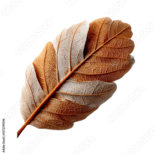 Detailed close-up of a textured brown leaf showcasing intricate veins and patterns on a white background for natural themes
