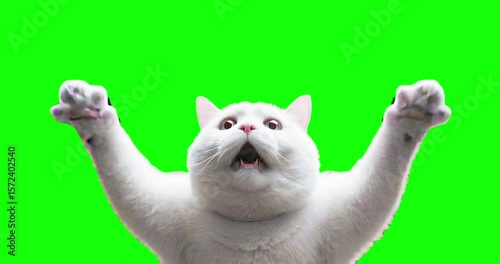 White cat 