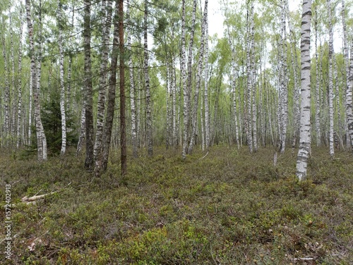 Rekyva forest during cloudy summer day. Pine and birch tree woodland. Blueberry bushes are growing in woods. Cloudy day with white and gray clouds in sky. Summer season. Nature. Rekyvos miskas.