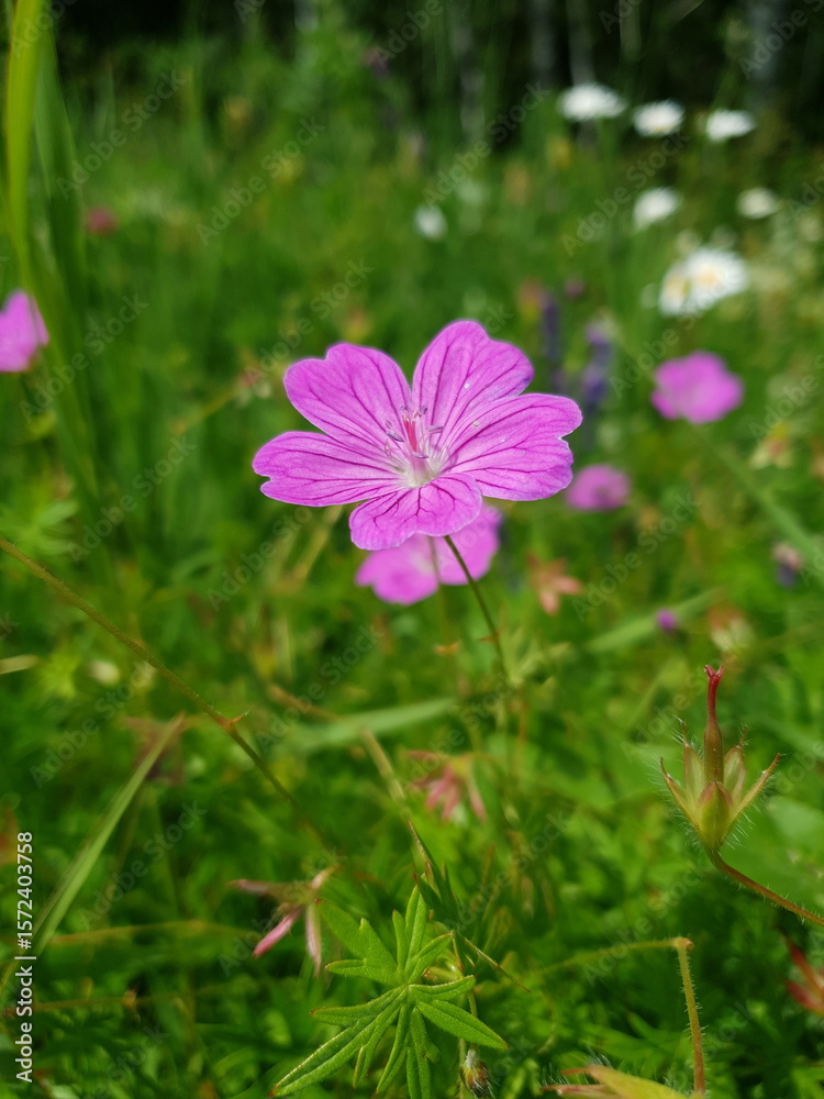 Fototapeta premium pink cosmos flower in spring