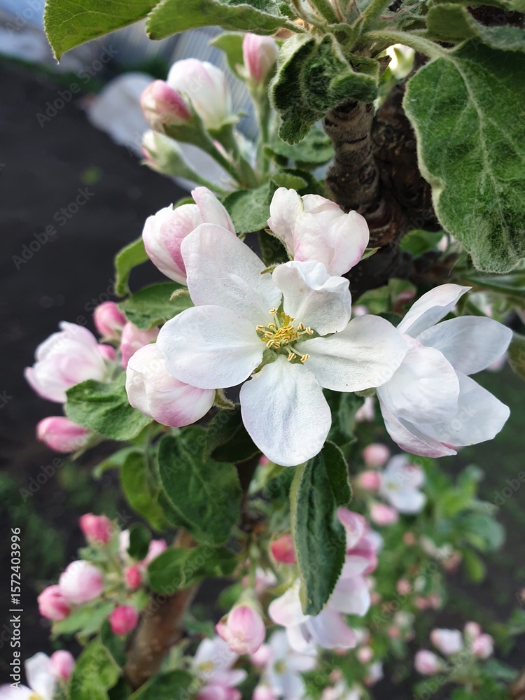 Obraz premium pink and white apple blossom