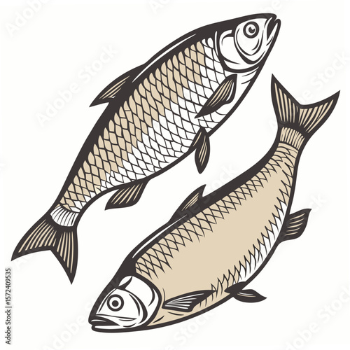 Two fish illustration on white background seafood food