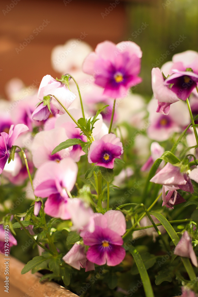 Obraz premium garden flowers, field flowers, lilac, chamomile