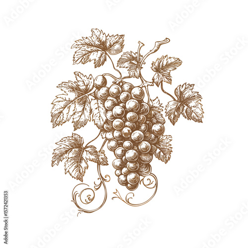 Vector illustration of a fresh grape bunch with leaves on a vine, perfect for fruit, wine, or nature designs