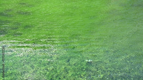 Tranquility view of emerald water in Jade Water Village in Yunnan, China. Jade Water Village is a scenic spot where hypostatic union of Naxi culture and nature landscape, it was built in 1997.