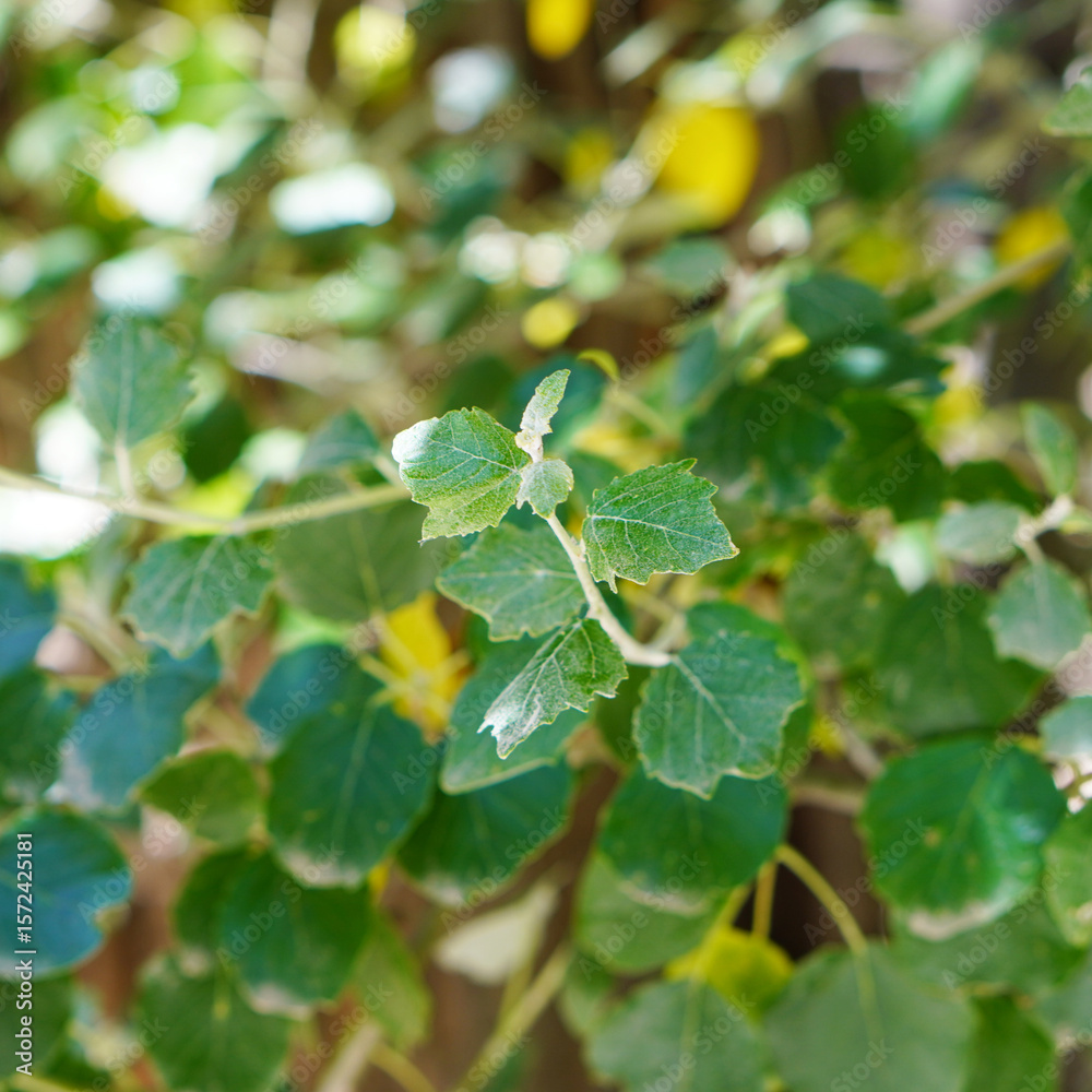 Obraz premium leaves of white poplar or silver poplar, popuplus alba in spain