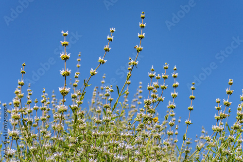 Salvia mellifera (Californian black sage, also known as seel by the Mahuna). Mount Hollywood Trail, Griffith Park, Los Angeles, California. Santa Monica Mountains