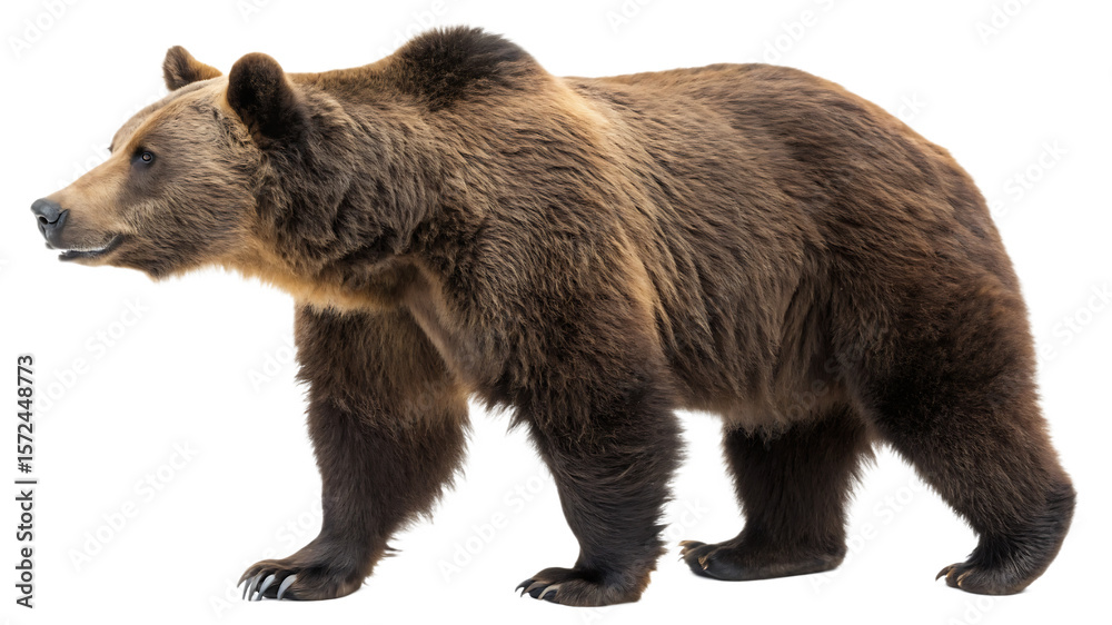 Fototapeta premium Brown Bear isolated on a white background PNG. AI GENERATED.