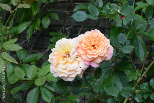 Beautiful Aloha rose flowers blooming in the garden in summer