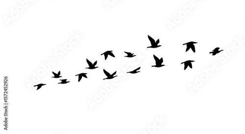 A flock of black birds in flight, forming a graceful, curved pattern against a white background.