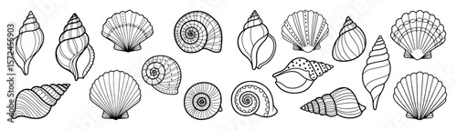 sea shells and spiral snails vector elements