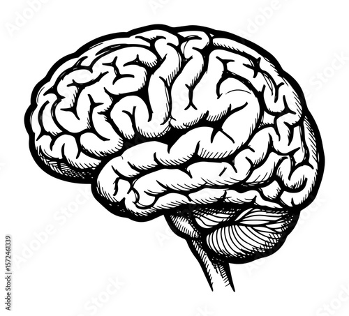 human brain anatomical medical sketch